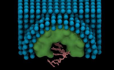 A single stranded DNA molecule (pink) embedded within a nanopore (green) in a membrane mimetic bilayer (blue). Guy et al, Biophys J, 2012