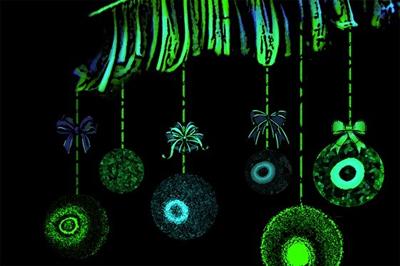 Laponite Baubles