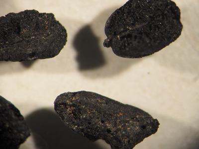 1,700 year old charred grains from Portus. Credit: L.Bonner