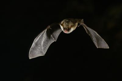Myotis Escalerai