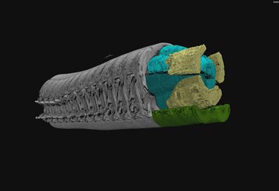 the internal structure of the predatory, burrowing worm Nephtys hombergii