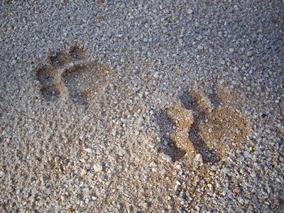 Jaguar paw prints, Belize