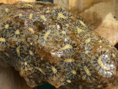 A star tunicate; a filter feeding species found off South Africa.