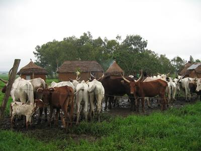 Cattle