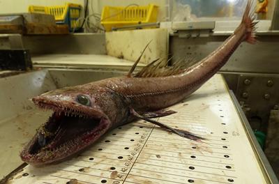 From 2000m depth on the continental slope off the west coast of Scotland