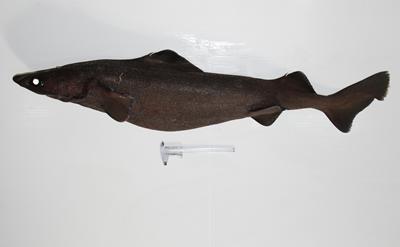 Investigating the trophic and spatial ecology of deep-water sharks in the North Atlantic ocean
