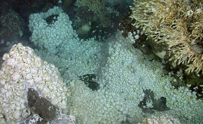 2500m deep, East Scotia Ridge, newly-discovered yeti crab Kiwa sp. bathed in vent fluid