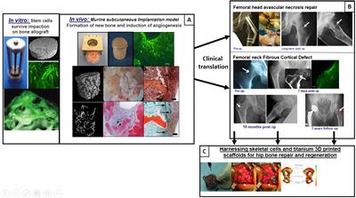 In vivo to human in high resolution