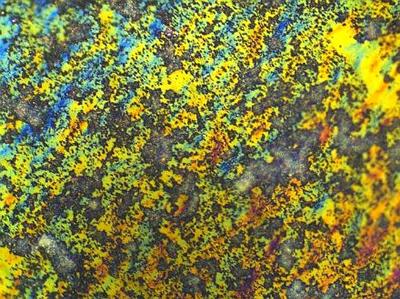 Proteus Mirabilis biofilm detected using EDIC Brightfield