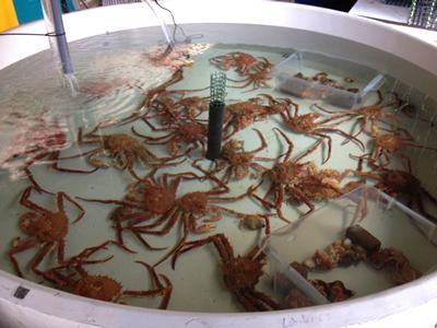 PhD student Alastair Brown is looking into their response to elevated pressure