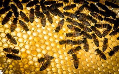 Apiculture