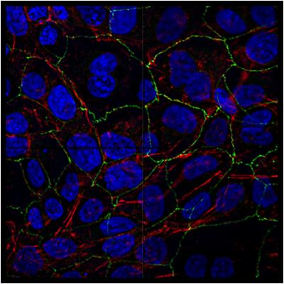 Cells extracted from human lungs are aligned into a levitated layer to recreate structures found in the body (image: A. Tait) 