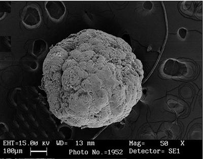 Granule image under Scanning Electronic Microscope 