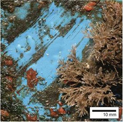 Biofouling on ship hull