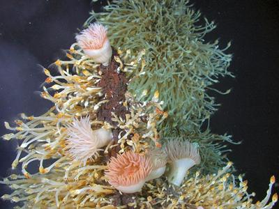 Covered in stalked barnacles and anemones. All new species.