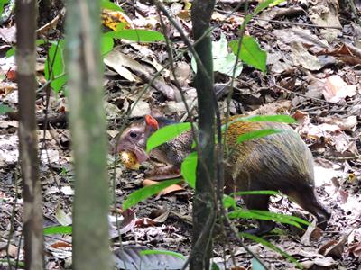 Central American Agouti