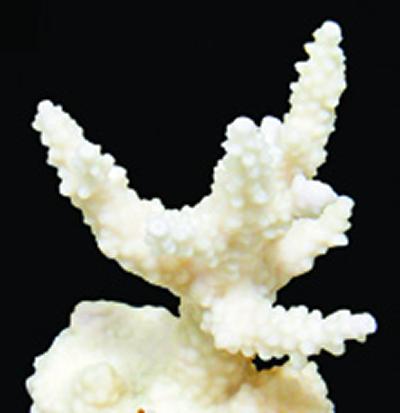 Low nutrient stress promoted the loss of symbiotic algae (bleaching) in a staghorn coral