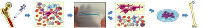 Label-free Skeletal Stem Cell