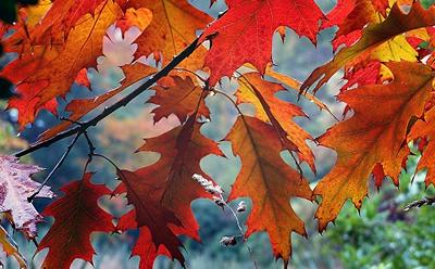 Four Seasons