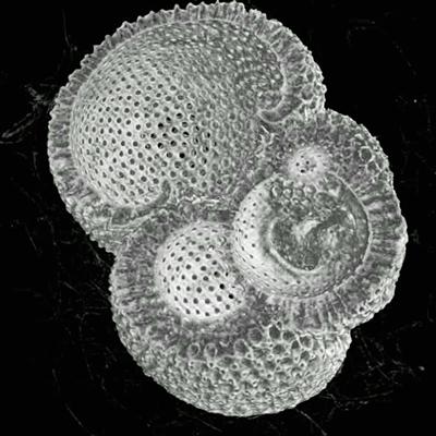 Detailed 3D measurements of form and dimensions may be made in an automated manner across many samples, supporting paleoclimatology analysis