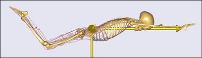 skeleton