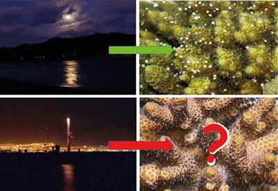 Levels of artificial light
