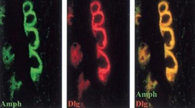 regulating synaptic form and function