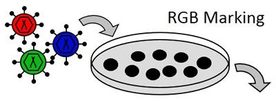 RGB Marking