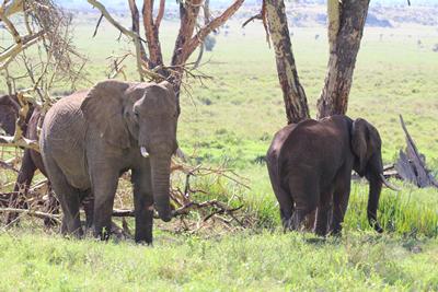 Conservation sites