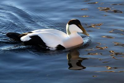 A male common eider © Greg Schechter (CC BY 2.0)
