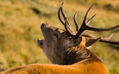 Credit: Crown Copyright/Forestry Commission