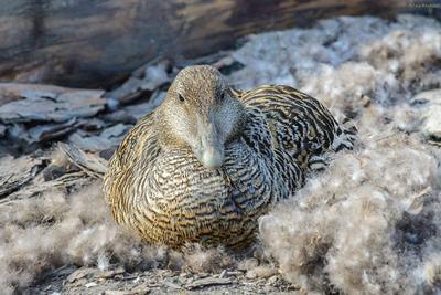Nesting female with eiderdown © Allan Hopkins (CC BY-NC-ND 2.0)