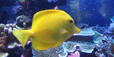 Marine fish