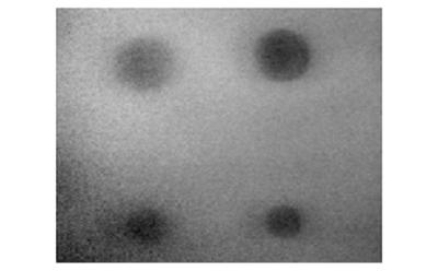 PPT phase image of PTFE inserts in CFRP panel 