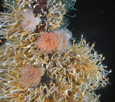 and anemones