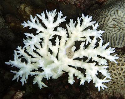 Bleached Acropora coral