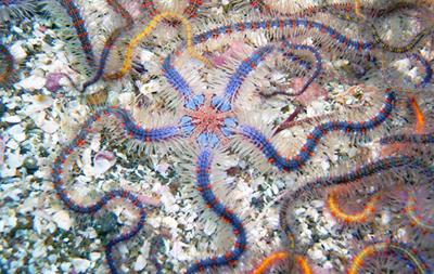 complex ecosystems