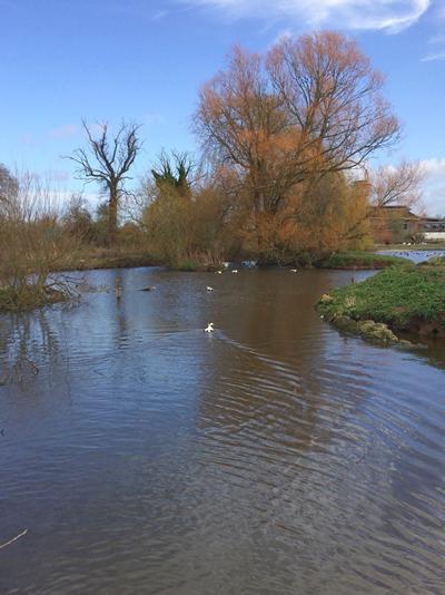 Eider pond at Slimbridge