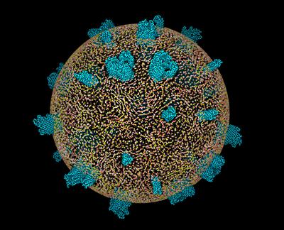 The proteins are shown in cyan - ref: Khalid et al, Biochemical Society Transactions, 2015
