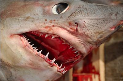 Porbeagle shark