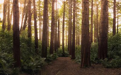 Forest habitat