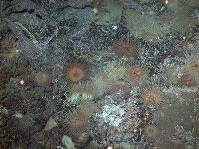 and bacteria on rocks near a small vent orifice