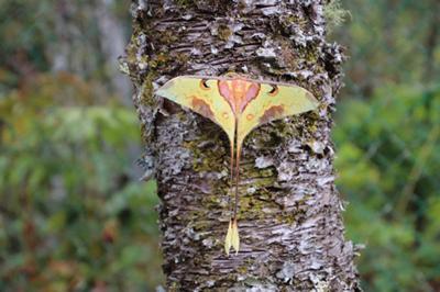 Moon moth