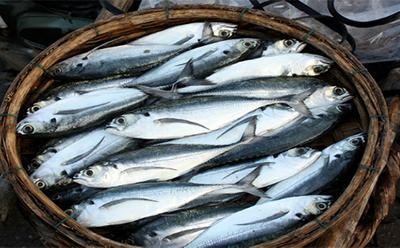 Fisheries