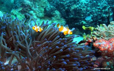 Ocean Acidification