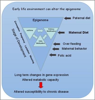 Schematic showing the influence of the environment on the epigenome