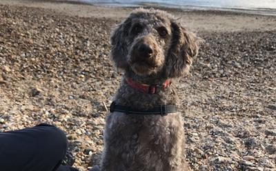Rosie