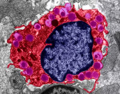 Macrophage