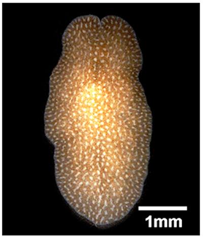 Daylight image isolated worm