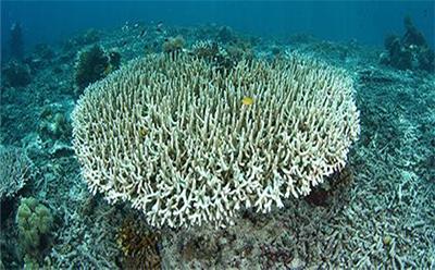 Sustainable seas